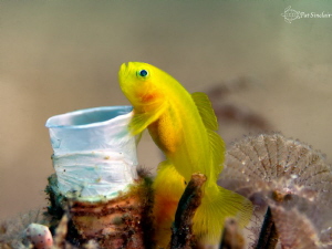 "I love my Tubeworm home!!!"
Yellow goby *his mate is be... by Patricia Sinclair 